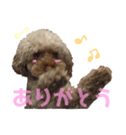 我が家の愛犬天使（個別スタンプ：8）