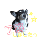 我が家の愛犬天使（個別スタンプ：9）