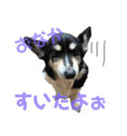 我が家の愛犬天使（個別スタンプ：10）