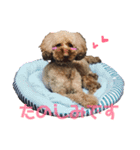 我が家の愛犬天使（個別スタンプ：11）