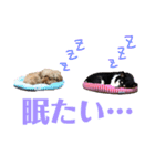 我が家の愛犬天使（個別スタンプ：12）