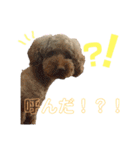 我が家の愛犬天使（個別スタンプ：13）