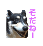 我が家の愛犬天使（個別スタンプ：14）