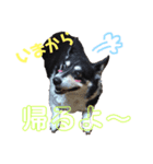 我が家の愛犬天使（個別スタンプ：15）
