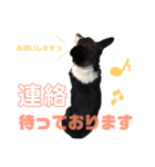 我が家の愛犬天使（個別スタンプ：16）
