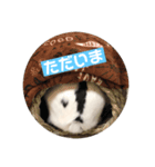 うちのおマメスタンプ（個別スタンプ：4）