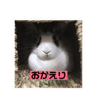 うちのおマメスタンプ（個別スタンプ：8）