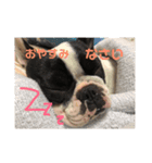いぬさま（個別スタンプ：8）