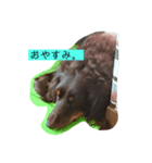 チョコレートタン スタンプ（個別スタンプ：1）