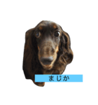 チョコレートタン スタンプ（個別スタンプ：4）