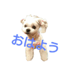 ちゃなな（個別スタンプ：1）