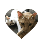 猫ときどき犬 〜日常〜（個別スタンプ：1）