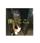 猫ときどき犬 〜日常〜（個別スタンプ：2）