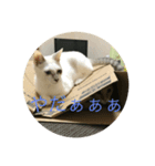 猫ときどき犬 〜日常〜（個別スタンプ：3）