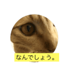 猫ときどき犬 〜日常〜（個別スタンプ：4）