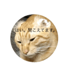 猫ときどき犬 〜日常〜（個別スタンプ：5）