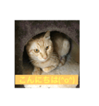 猫ときどき犬 〜日常〜（個別スタンプ：6）