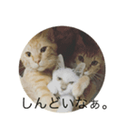 猫ときどき犬 〜日常〜（個別スタンプ：7）