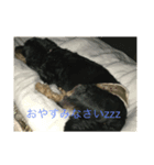猫ときどき犬 〜日常〜（個別スタンプ：8）