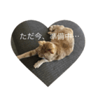 猫ときどき犬 〜パート2〜（個別スタンプ：2）