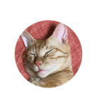 猫ときどき犬 〜パート2〜（個別スタンプ：3）
