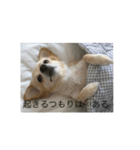 猫ときどき犬 〜パート2〜（個別スタンプ：4）