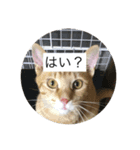 猫ときどき犬 〜パート2〜（個別スタンプ：5）