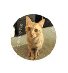 猫ときどき犬 〜パート2〜（個別スタンプ：6）