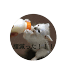 猫ときどき犬 〜パート2〜（個別スタンプ：7）