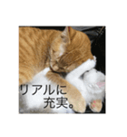 猫ときどき犬 〜パート2〜（個別スタンプ：8）