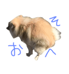 ポメラニアン おへそ1（個別スタンプ：8）