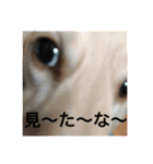ターボとハイネ（個別スタンプ：15）