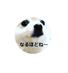 ポメって雪丸（個別スタンプ：1）