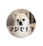 ポメって雪丸（個別スタンプ：2）