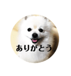 ポメって雪丸（個別スタンプ：3）