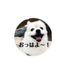 ポメって雪丸（個別スタンプ：4）