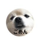 ポメって雪丸（個別スタンプ：5）