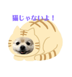 ポメって雪丸（個別スタンプ：7）