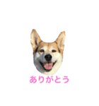 へんなりお（個別スタンプ：2）