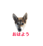 へんなりお（個別スタンプ：3）