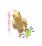 オカメのポロッポー（個別スタンプ：1）
