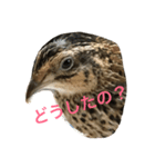 ロイちゃんスタンプ（個別スタンプ：1）