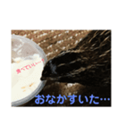 ロイちゃんスタンプ（個別スタンプ：6）