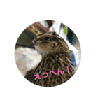 ロイちゃんスタンプ（個別スタンプ：8）