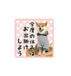 柴犬つむぎ 〜秋〜（個別スタンプ：2）