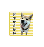 柴犬つむぎ 〜秋〜（個別スタンプ：3）