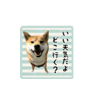 柴犬つむぎ 〜秋〜（個別スタンプ：4）