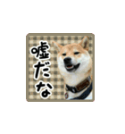 柴犬つむぎ 〜秋〜（個別スタンプ：5）