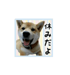 柴犬つむぎ 〜秋〜（個別スタンプ：7）