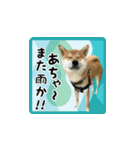 柴犬つむぎ 〜秋〜（個別スタンプ：9）